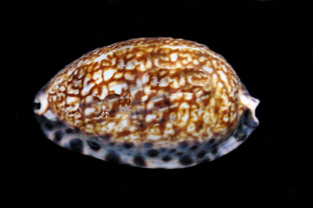 Little Arabian Cowry Shell | Mexican Shells.org