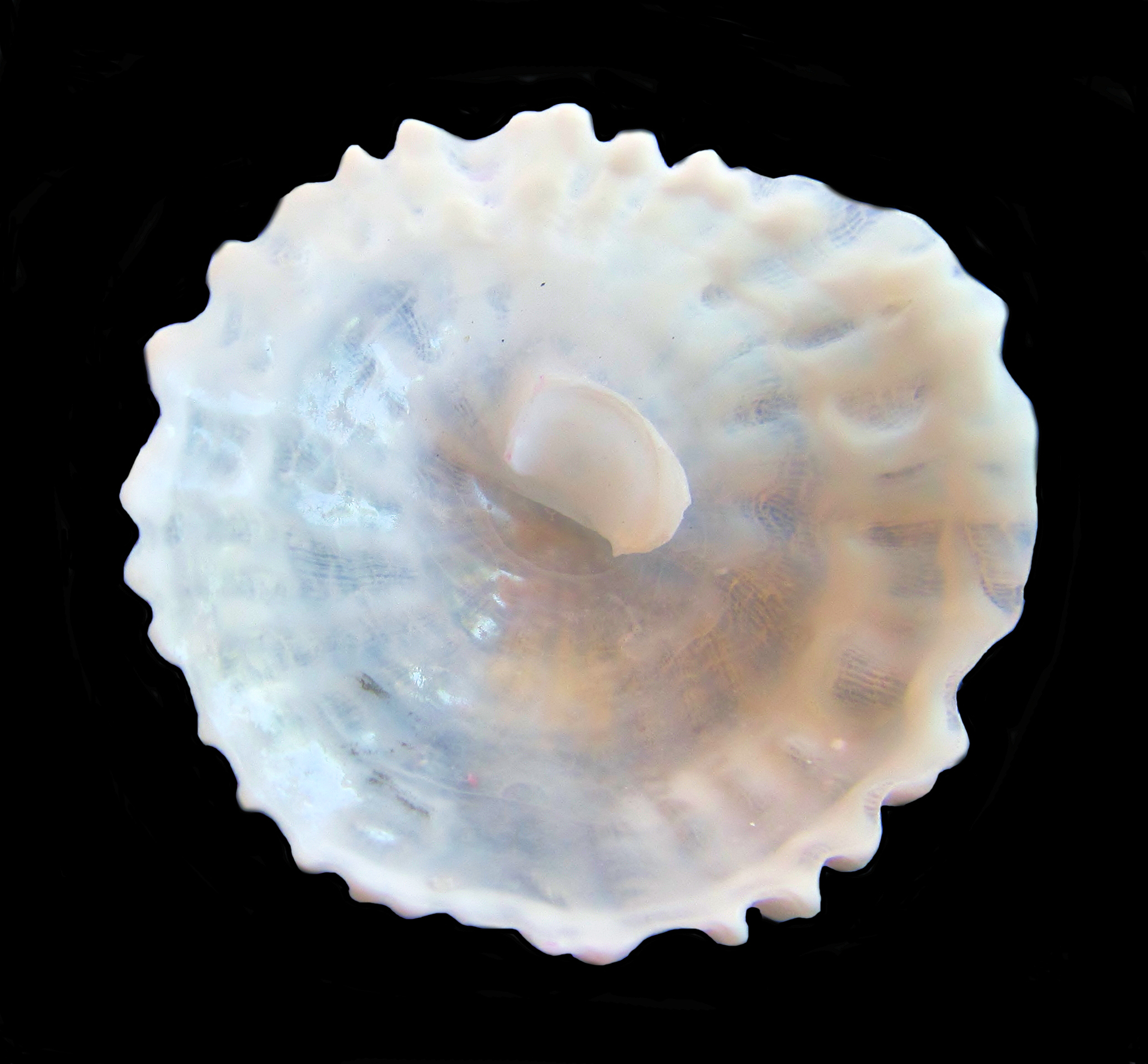 Umbrella Shell Structure Umbrella Cup-and-Saucer Shell | Mexican Shells.org