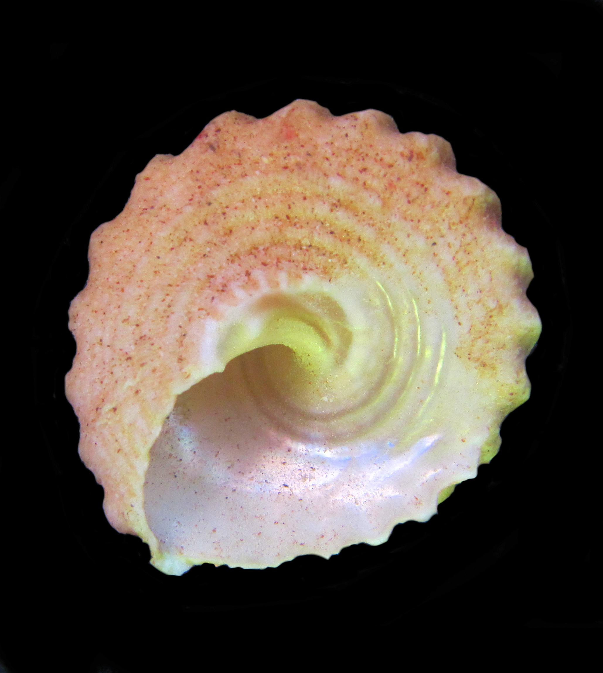 Spirate Turban Shell | Mexican Shells.org