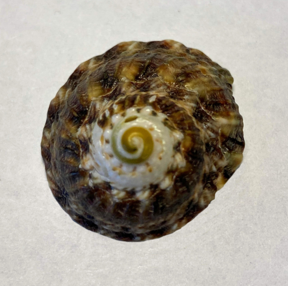 Olive Turban Shell | Mexican Shells.org