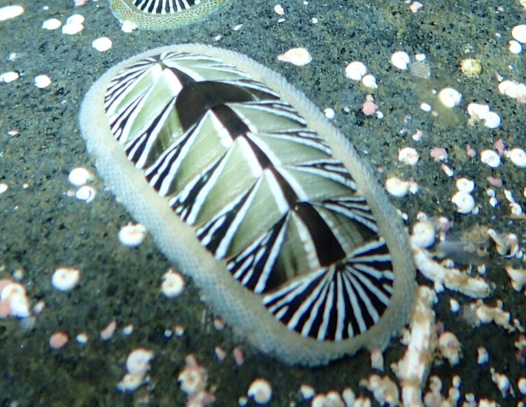 White-striped Chiton | Mexican Shells.org