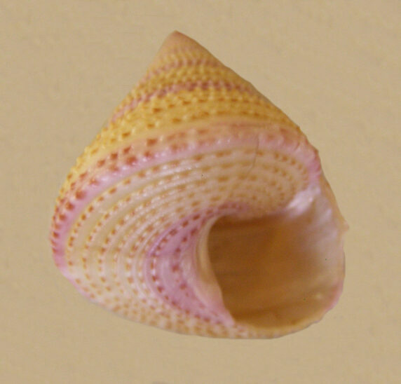Purple Ringed Top Shell Nobel Top Shells of the Calliostomidae Family | Mexican Shells.org